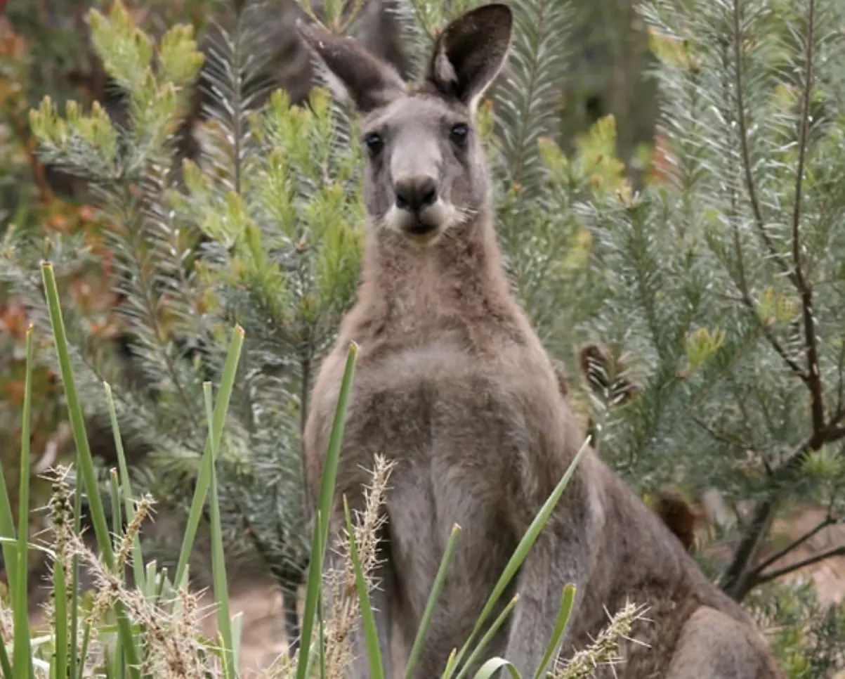 Eastern grey kangaroo in coastal bushland near The Lakes National Park, Loch Sport