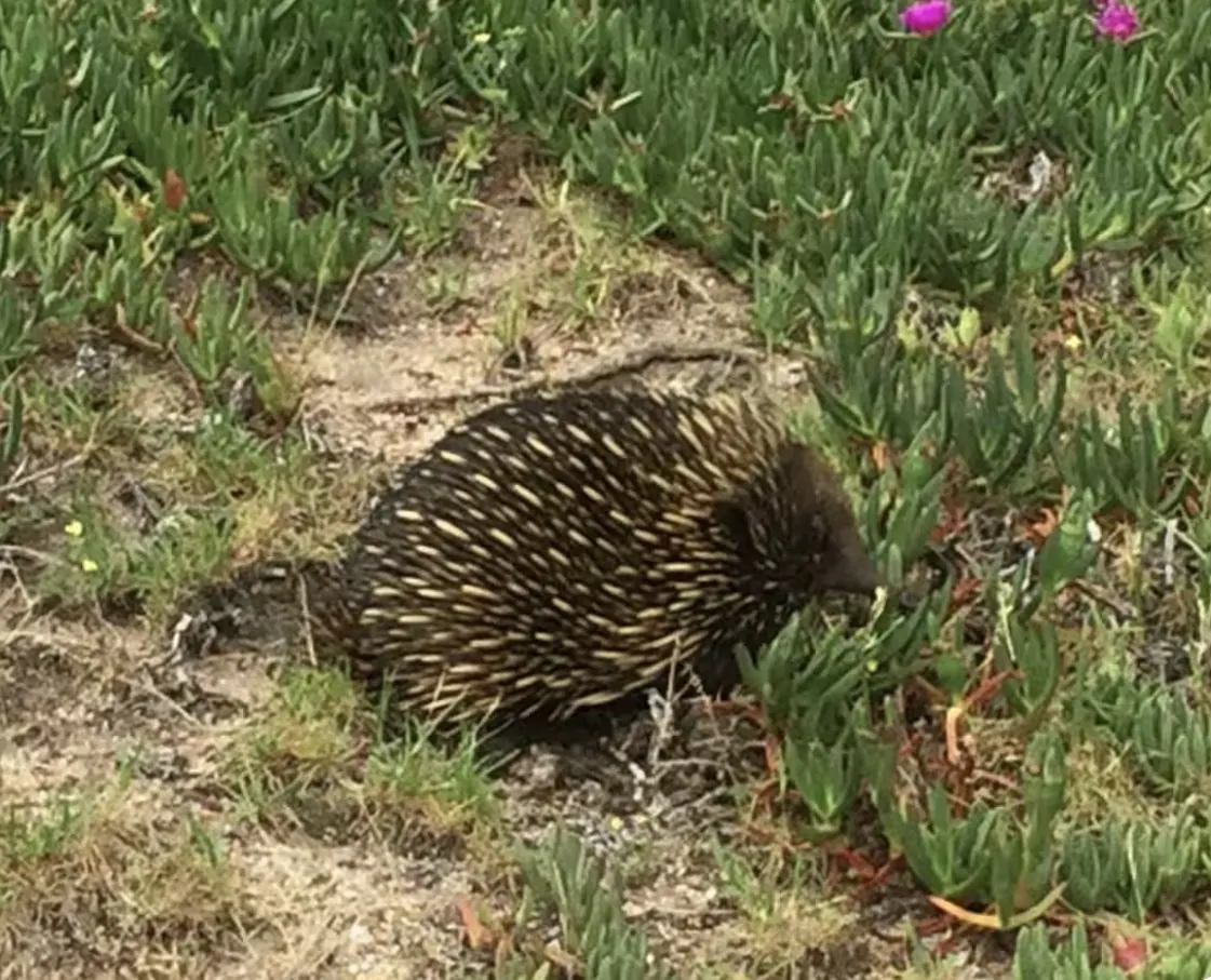 Short-beaked echidna foraging through pigface on the dunes at Loch Sport