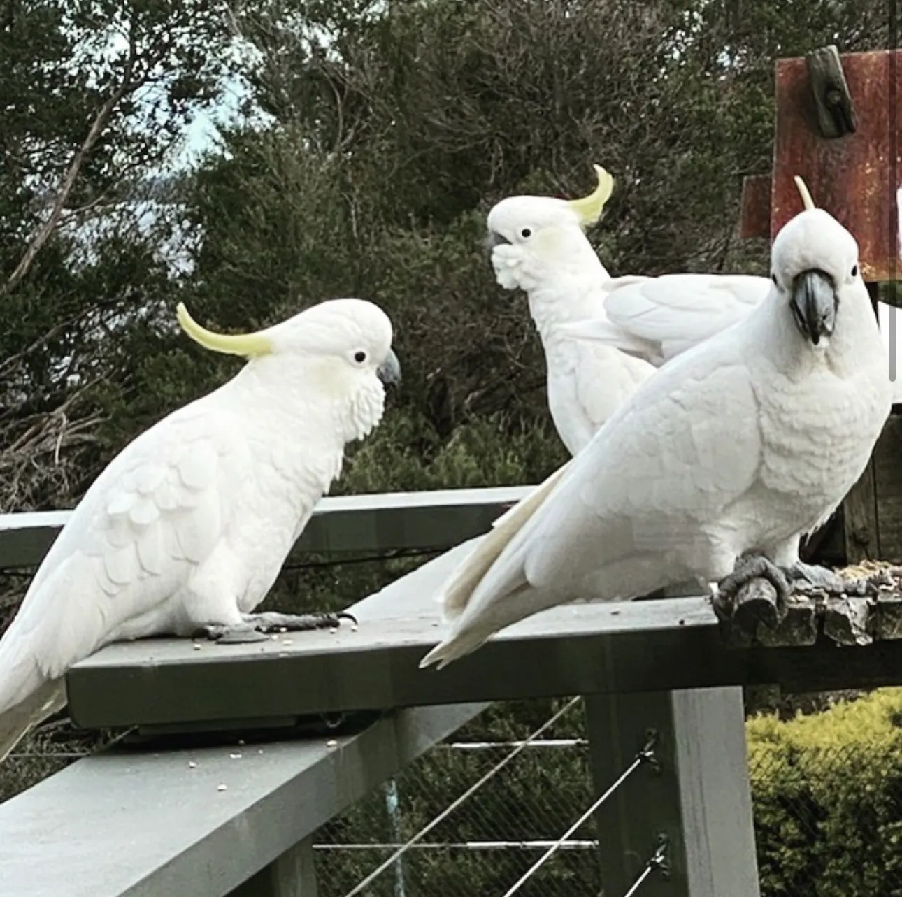 Sulphur-crested cockatoos perched on the deck railing at The Waterfront Loch Sport