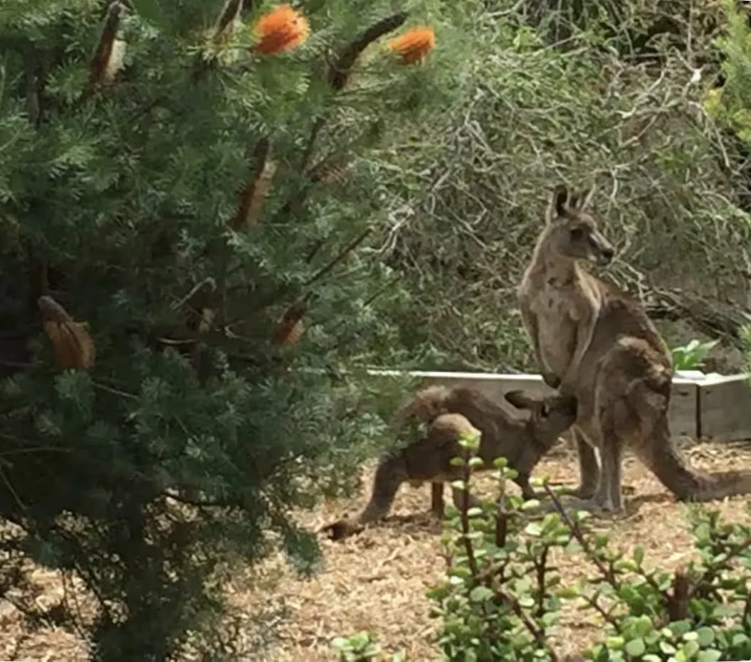 A family of eastern grey kangaroos grazing among flowering banksia in the garden
