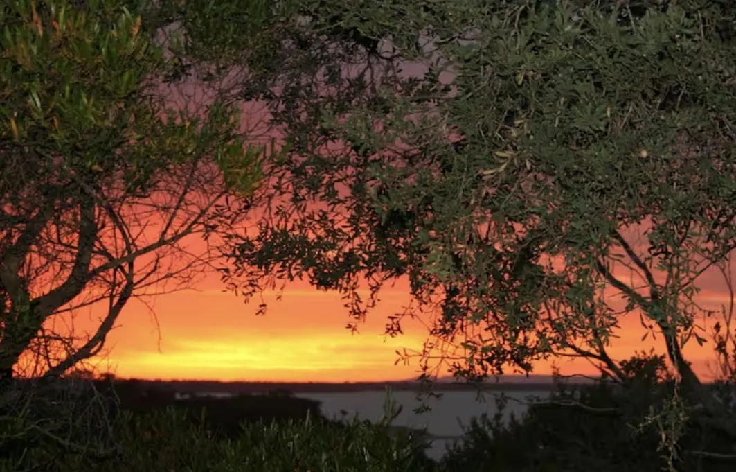 Sunset glowing through coastal tea-tree beside Lake Victoria at Loch Sport
