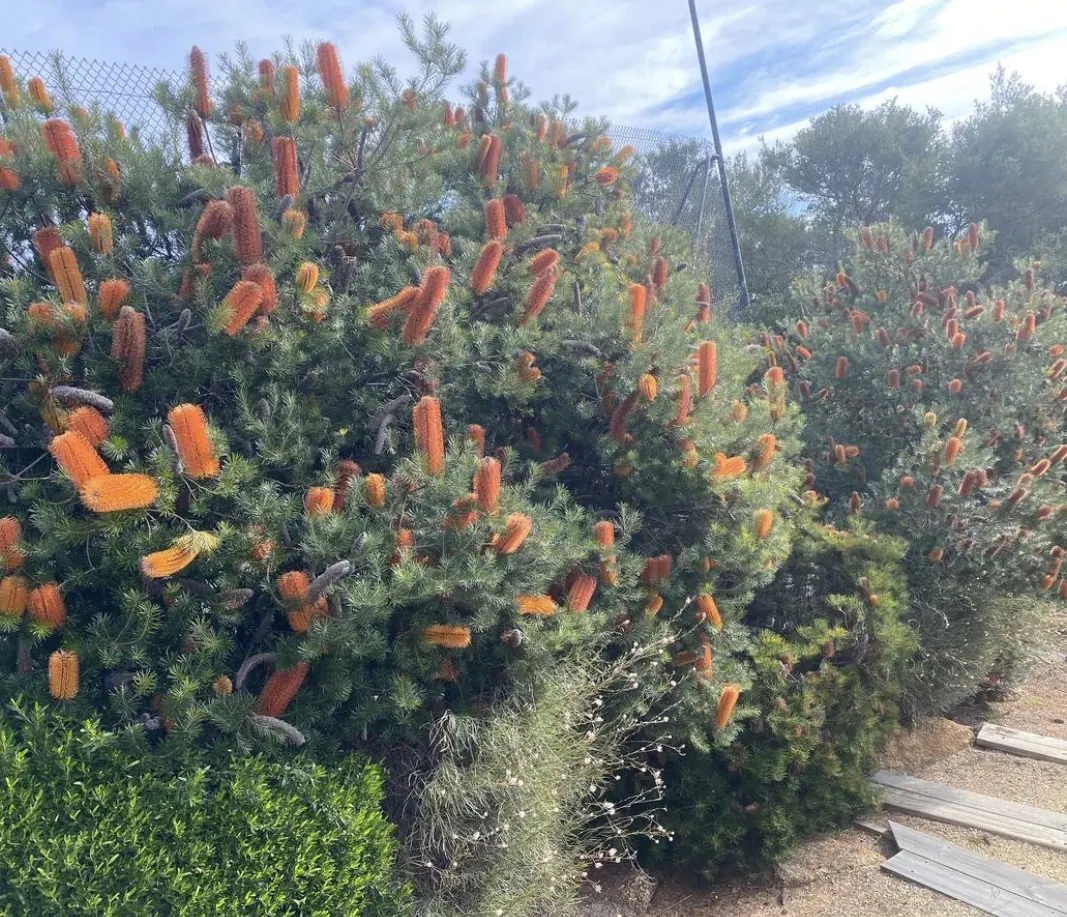 Orange banksia flowers in bloom along the garden path at The Waterfront Loch Sport