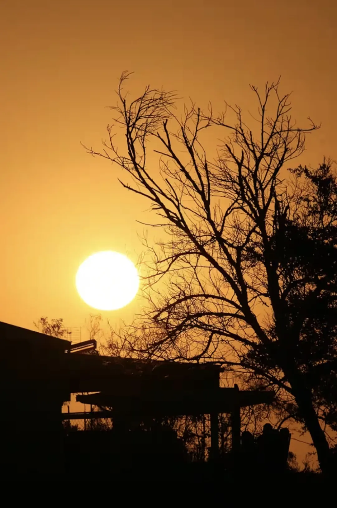 Sun setting behind a bare tree above the house at Loch Sport