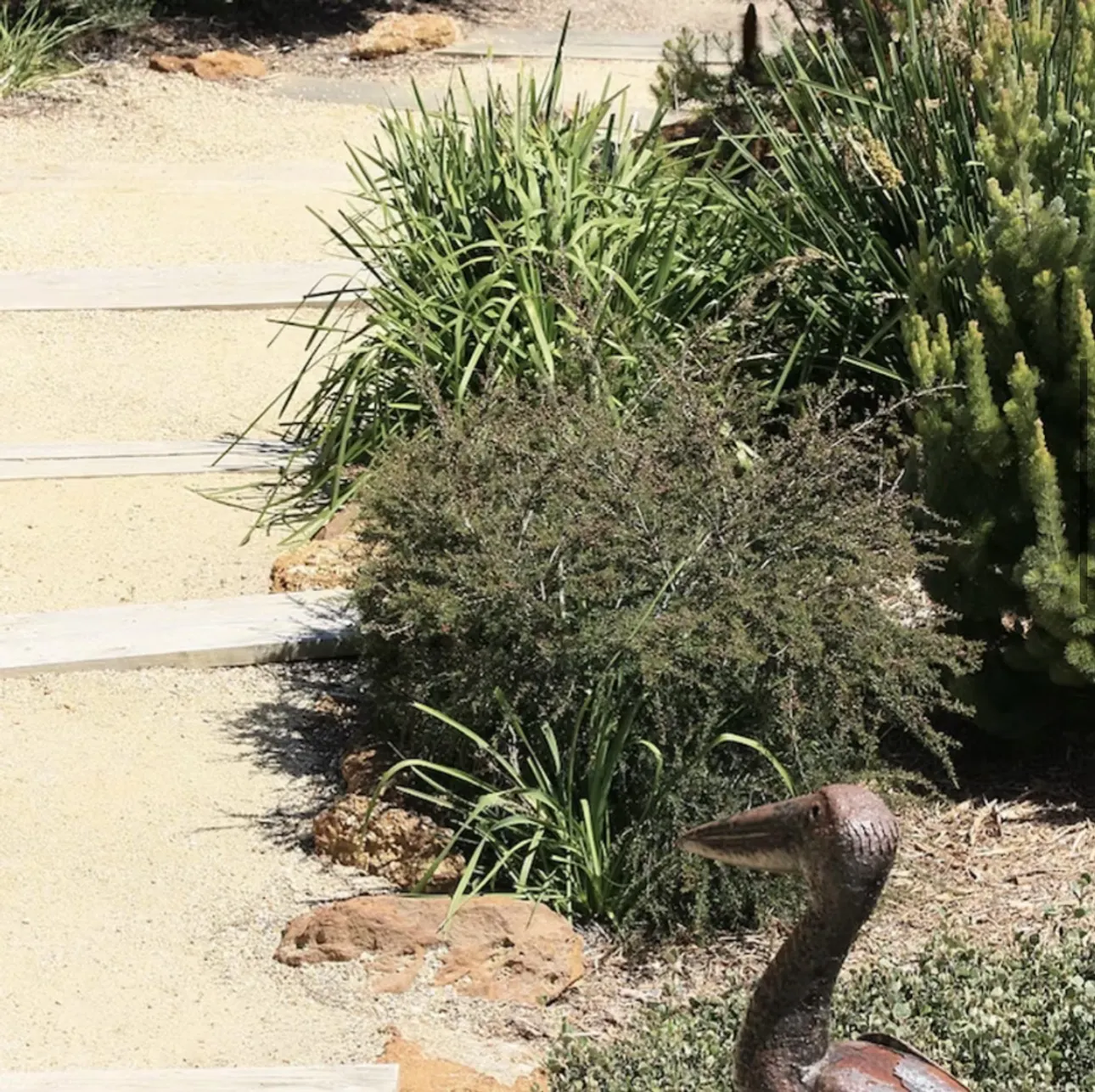 Sandy garden path and native planting leading down through the garden