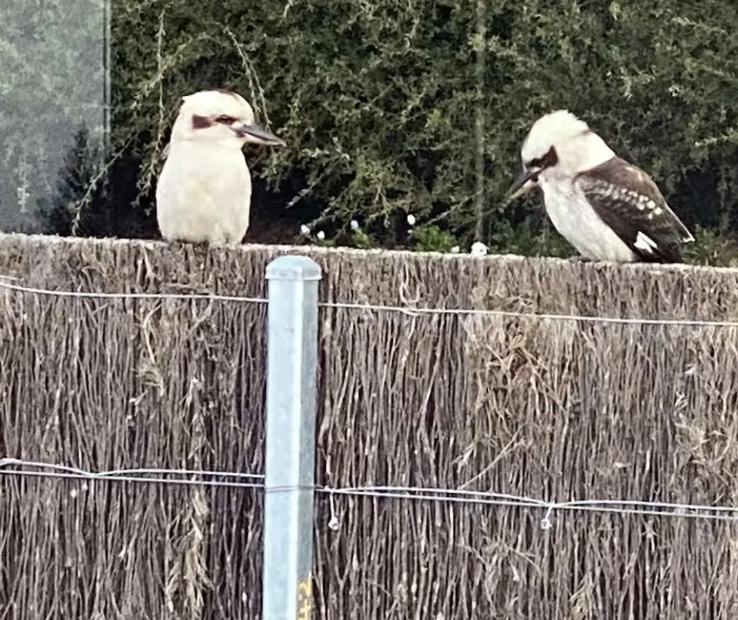 Two kookaburras perched on the garden fence at The Waterfront Loch Sport